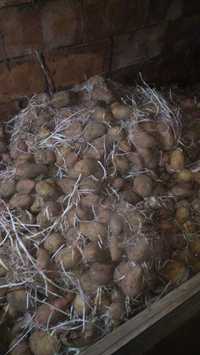 Продам домашнее семена картофеля