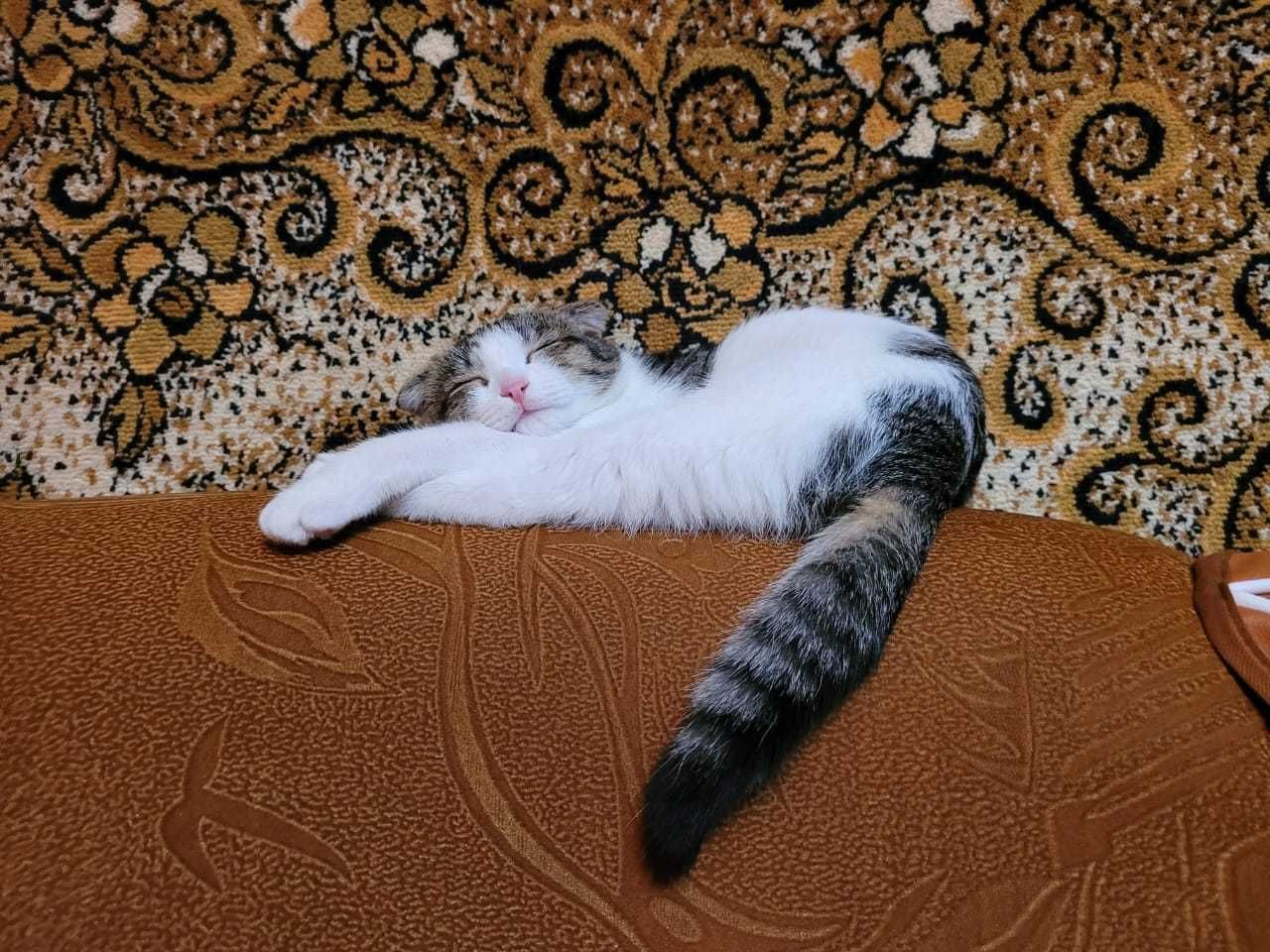 Отдам кошку 9 лет и кота 2 года