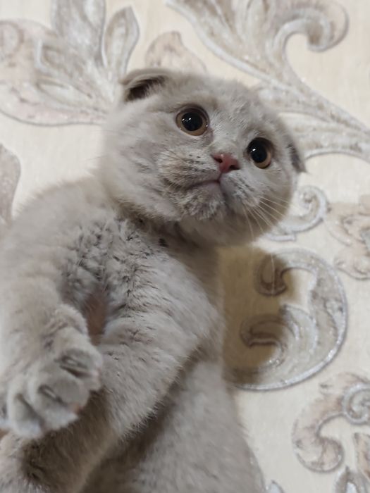 Продам лилового мальчика скоттиш фолда