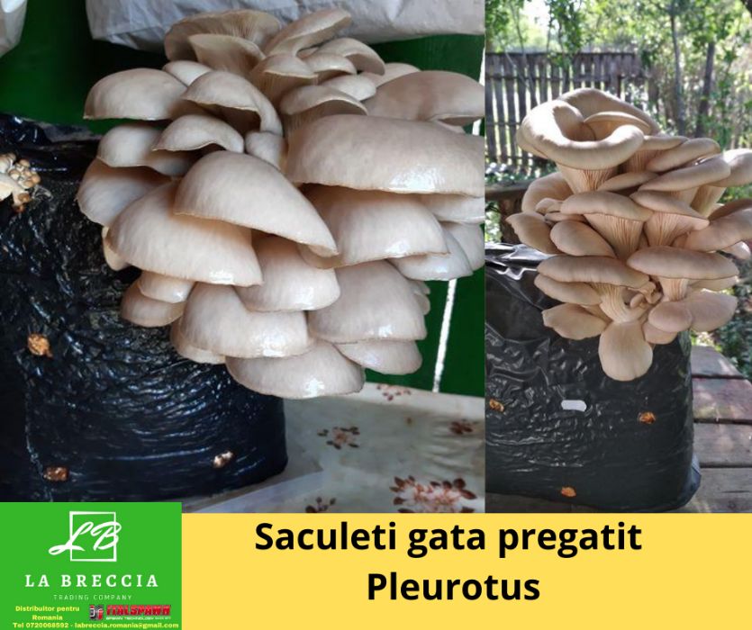 Compost gata pregatiti pentru ciuperci Pleurotus, si Miceliu