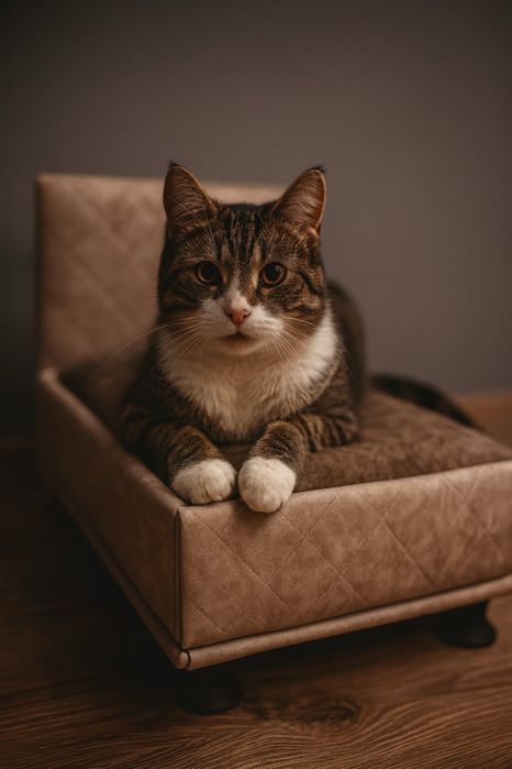 Легла за домашни любимци