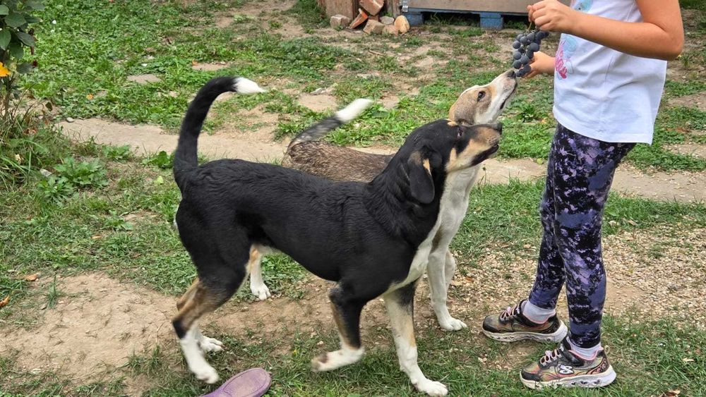 Caini pentru adoptie
