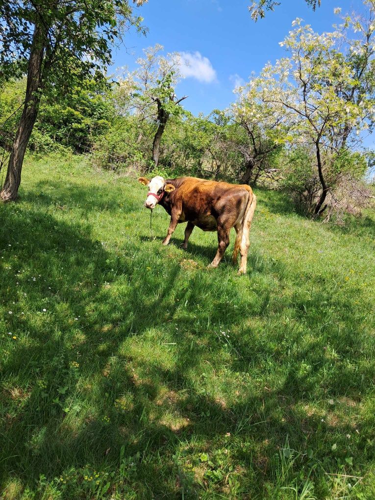 De vânzare vacă de lapte