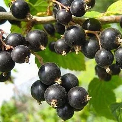 Молодые саженцы черной смородины