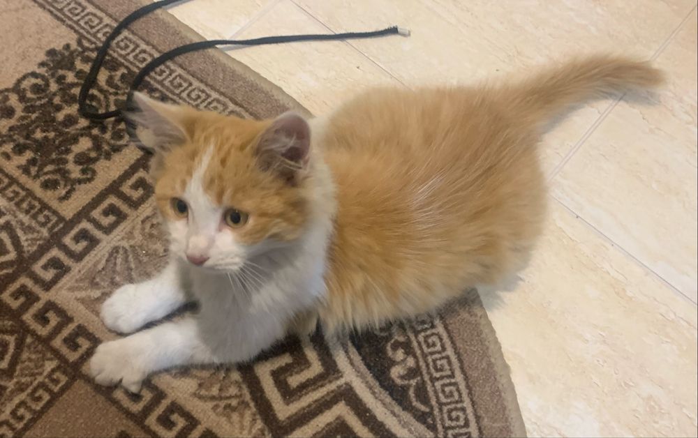 Рыжий котик ищет дом!