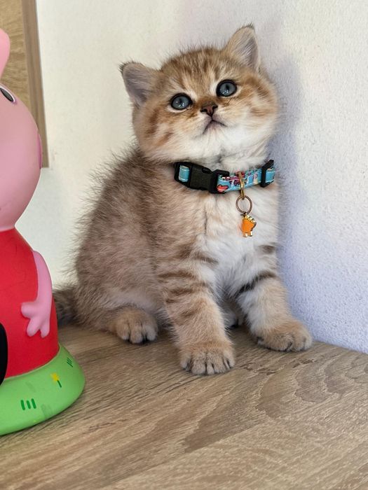 British shorthair golden tabby !!