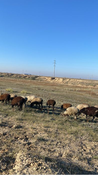 3бас қошқар тоқтылар сатылады