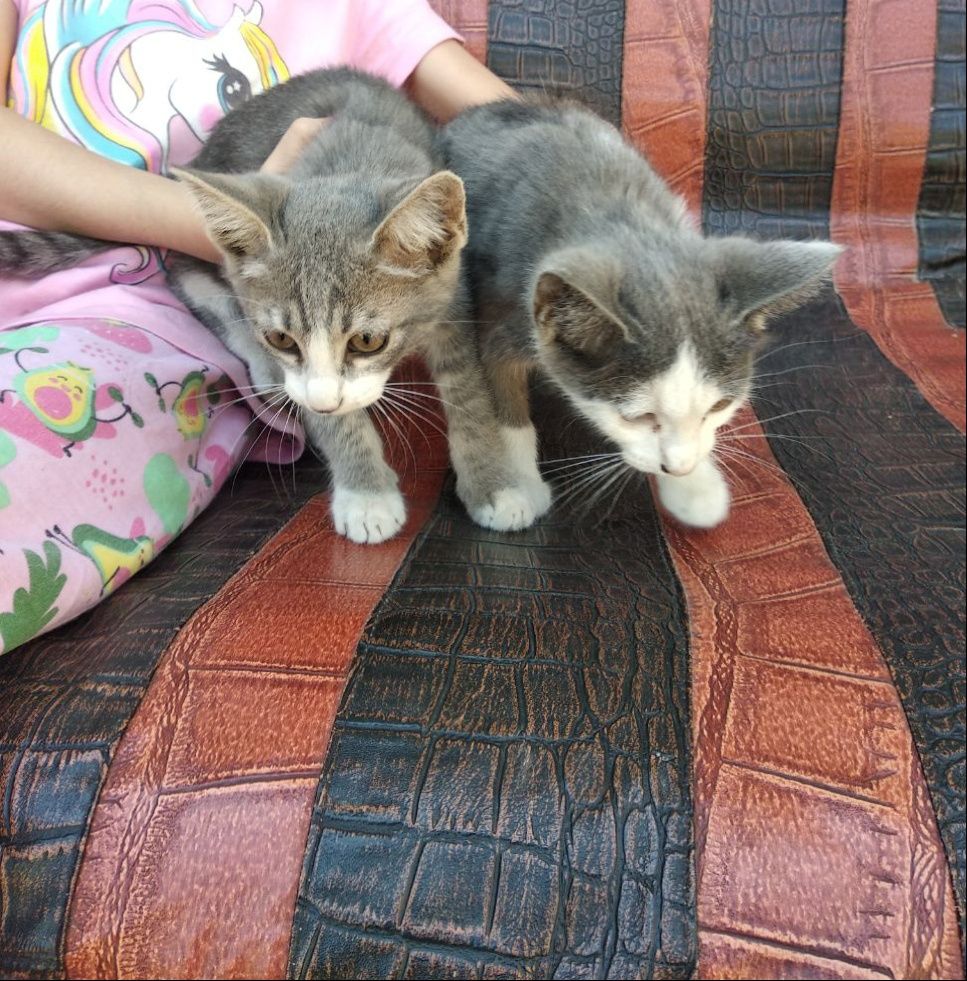 Mushuklar kichkina