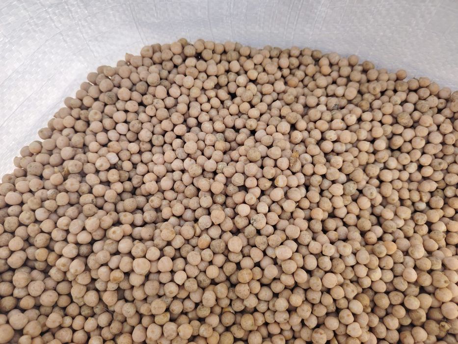 Năut de vânzare 2025