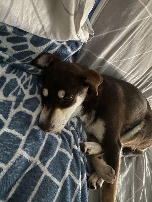 Подарявам малко кученце