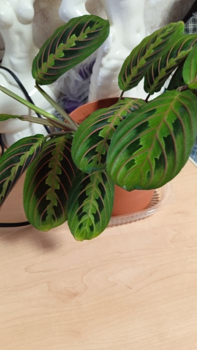 Распродажа цветов комнатные