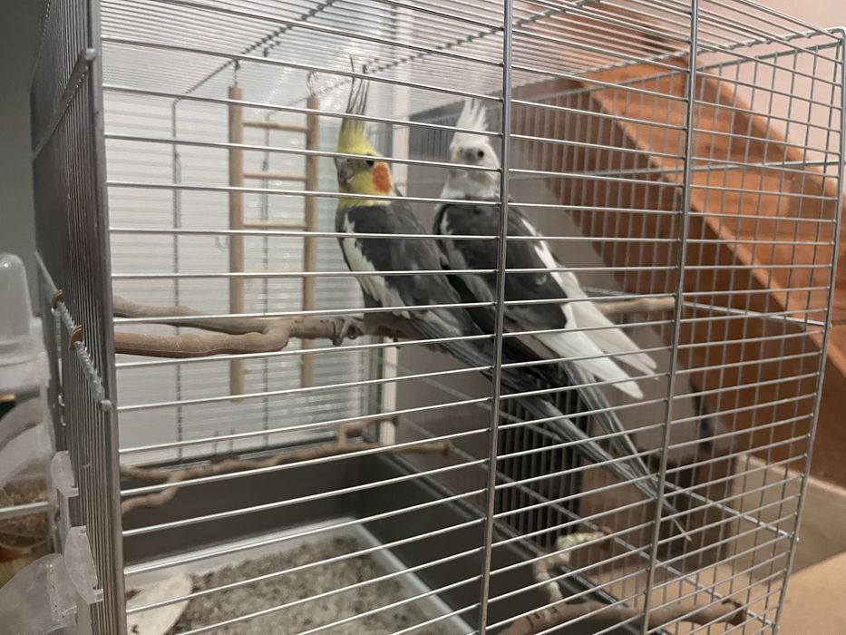 Vand papagali Nimfe + cusca