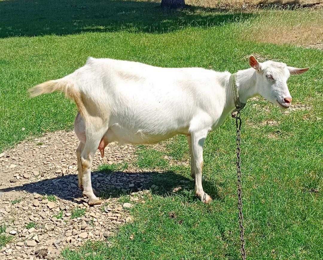 iezi saanen de vanzare