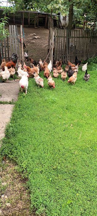 Vând găini și cocoși