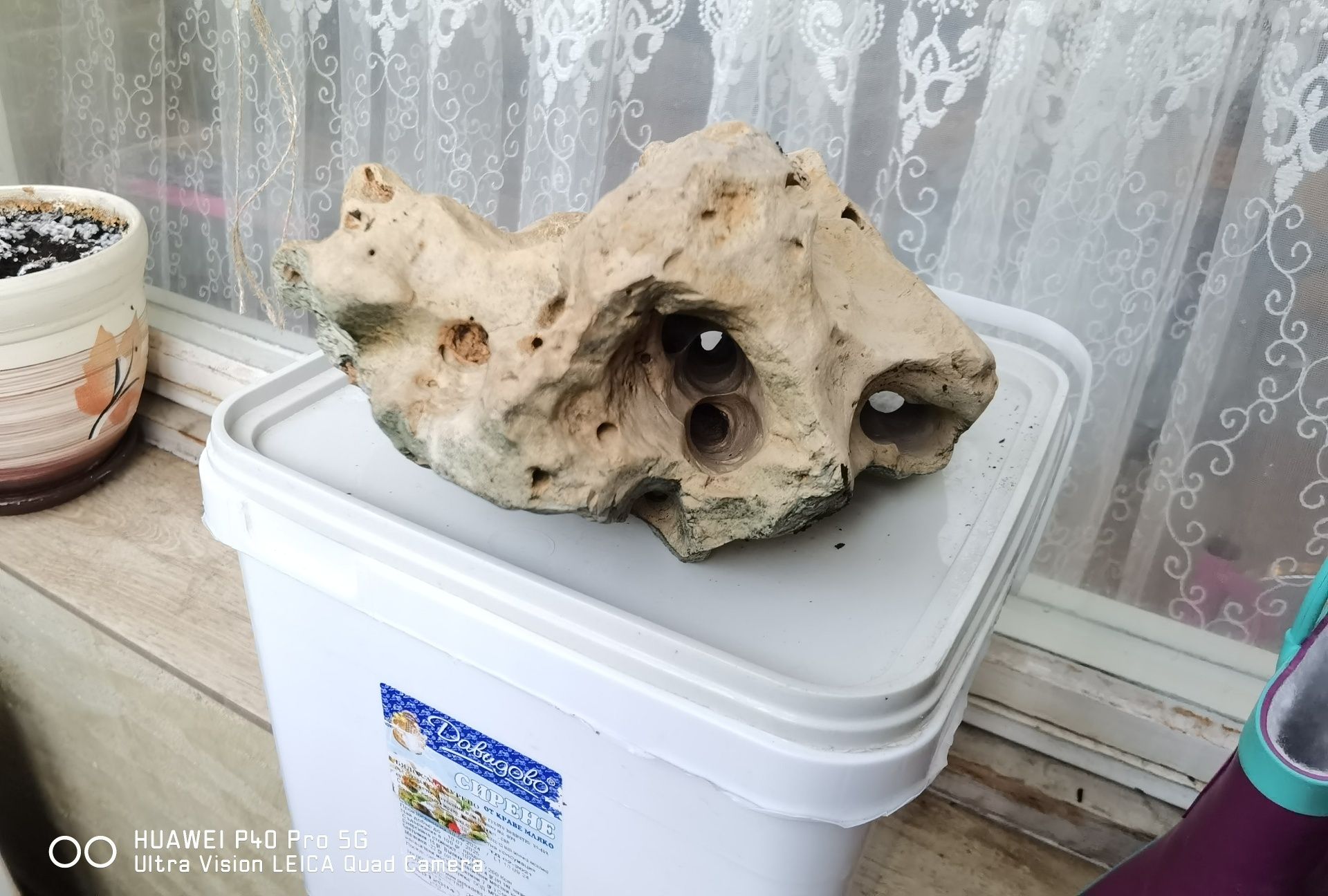 Мангрови корени..