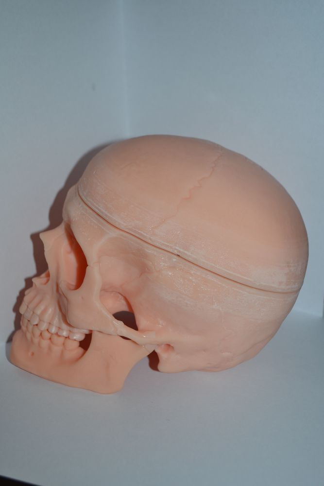 Model craniu anatomic