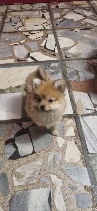 Мини шпиц/померан женски