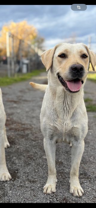 Femela Labrador Retriever