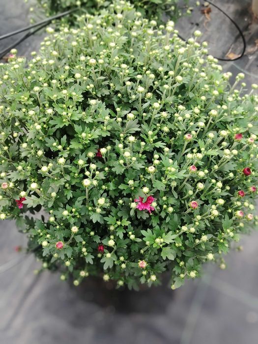 Vând crizantema multiflora