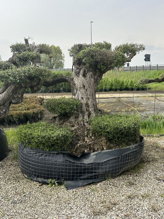 Spiral Tuia PonPon Magnolia Grandiflora Palmier Trachycarpus catapla