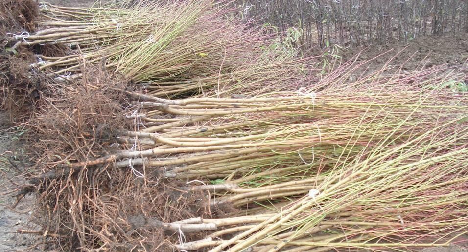 Мевали дарахтлар кучатлари.