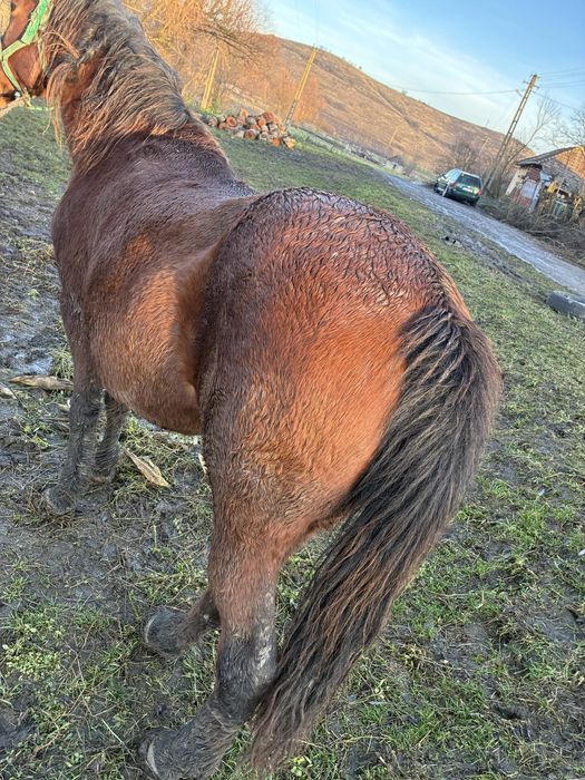 Vand iapa de 7 ani gestanta