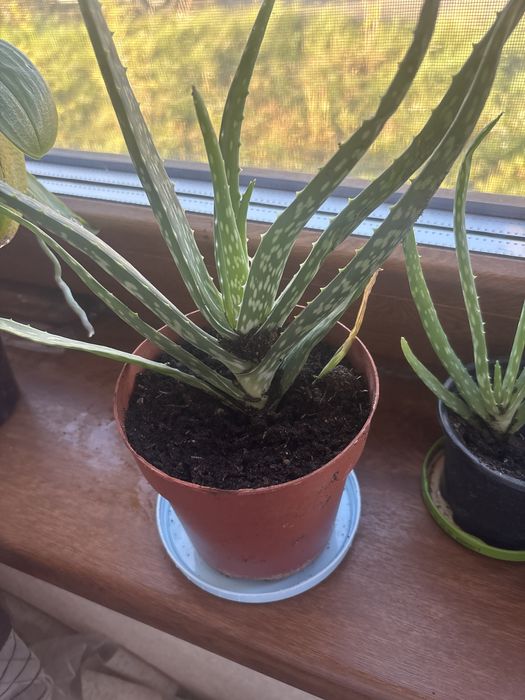 Vând pui de aloe vera