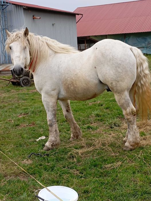 Vând Armăsar Românesc