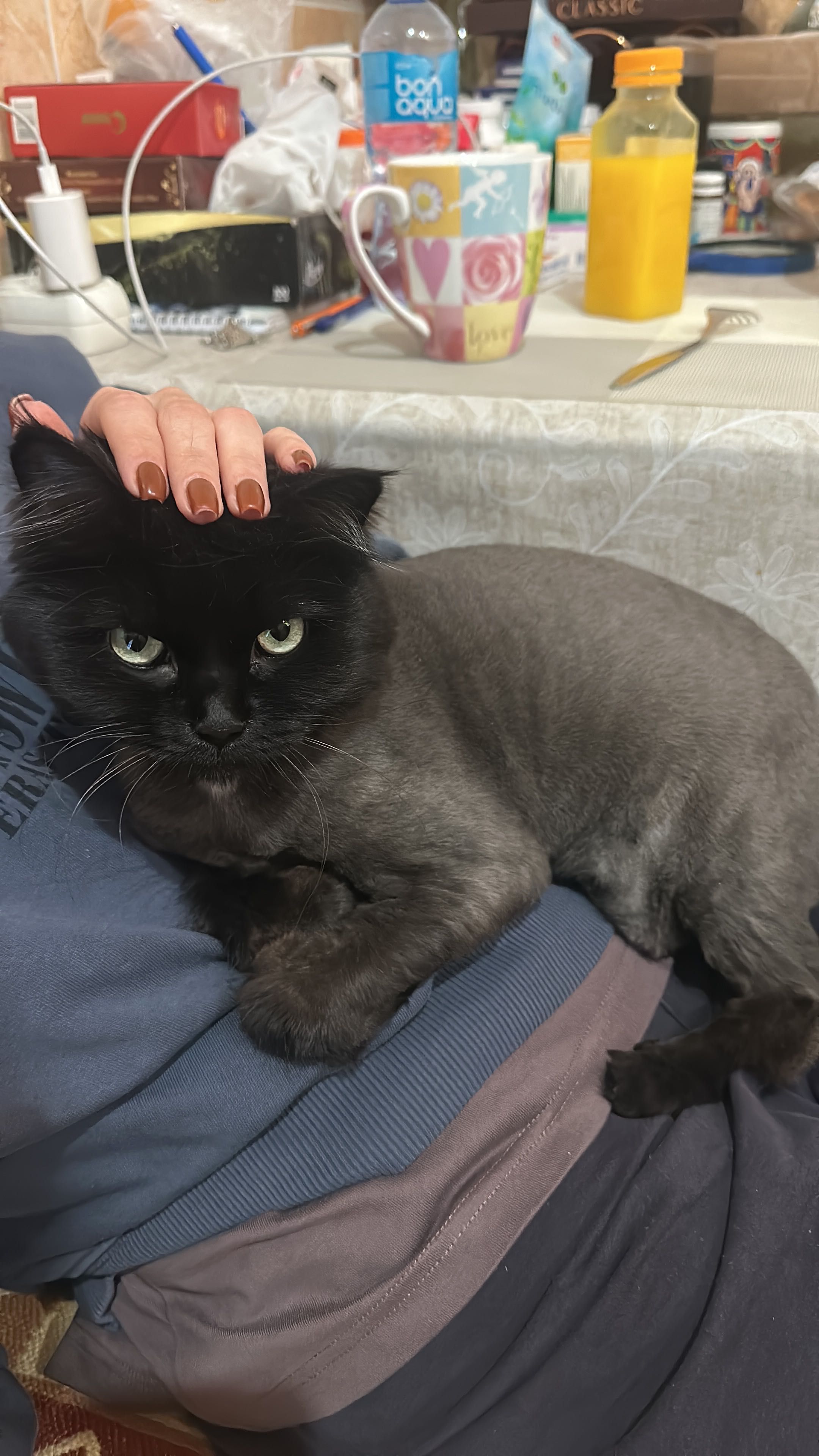 Кошка Юся, девочка