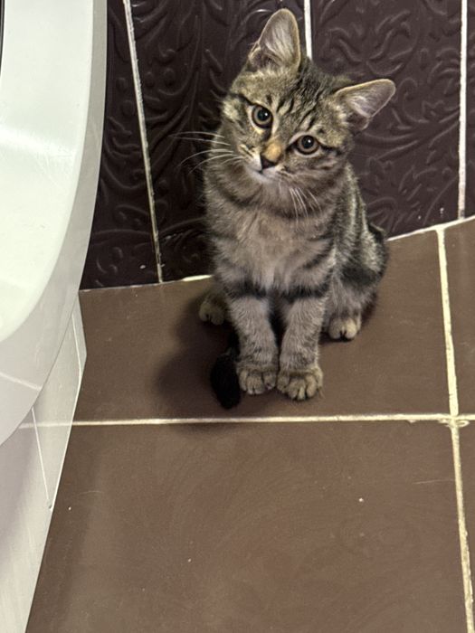 Отдам кота в хорошие руки