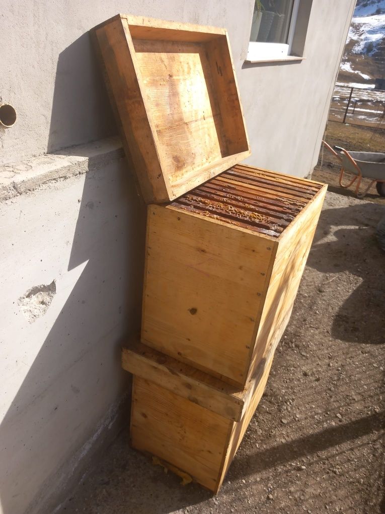 Stupi de albine,100 lei/bucată
