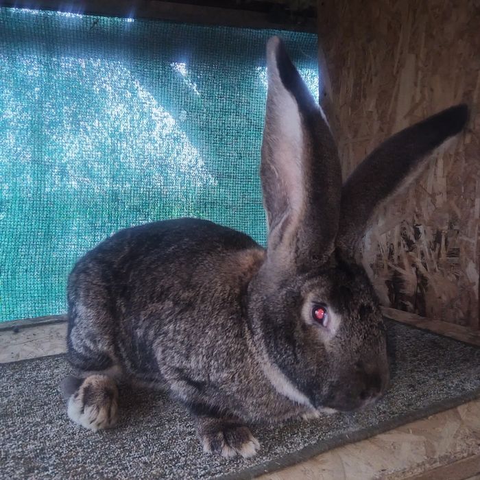 Iepuri Urias Germani