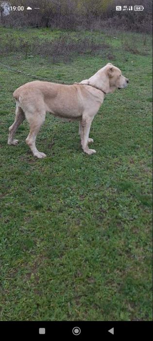 Средно Азиатска  Овчарка АЛАБАЙ