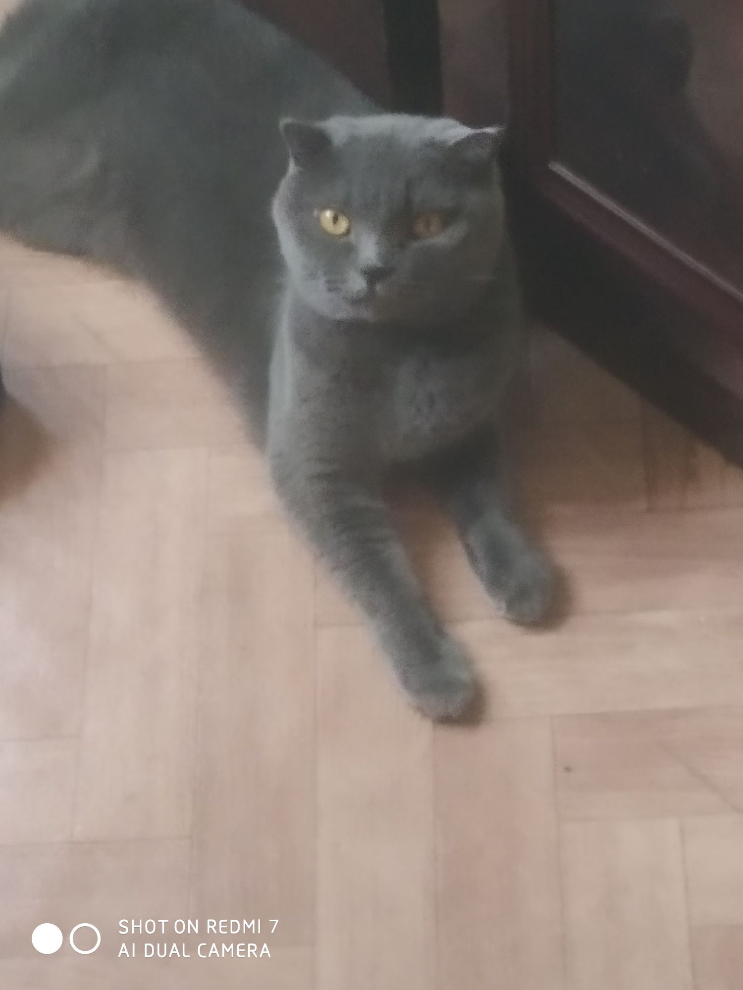 Кошка скотиш фолд