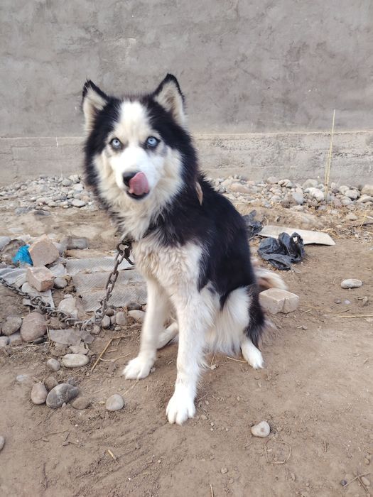 Xaski qoni toza ko'zlari ko'm ko'k Juda aqili kuchuk