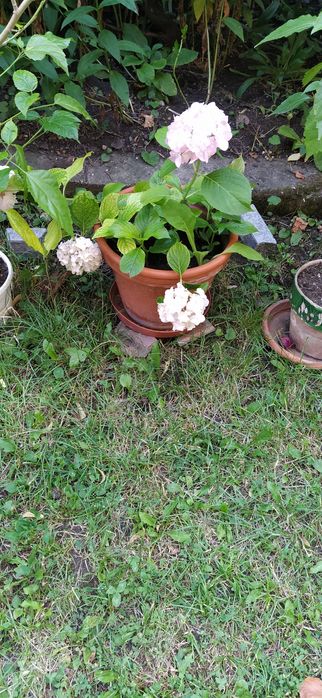 Vand plante de apartament