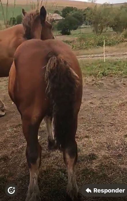 Se vinde mânz si doua iepe