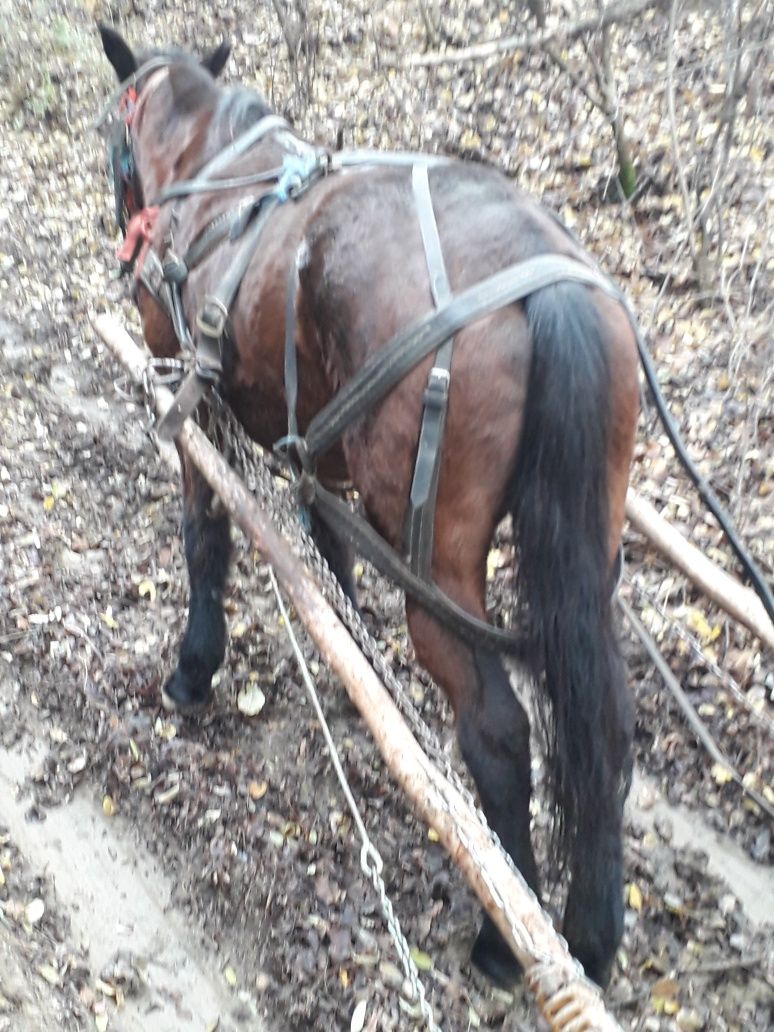 Vând iapă la garanție