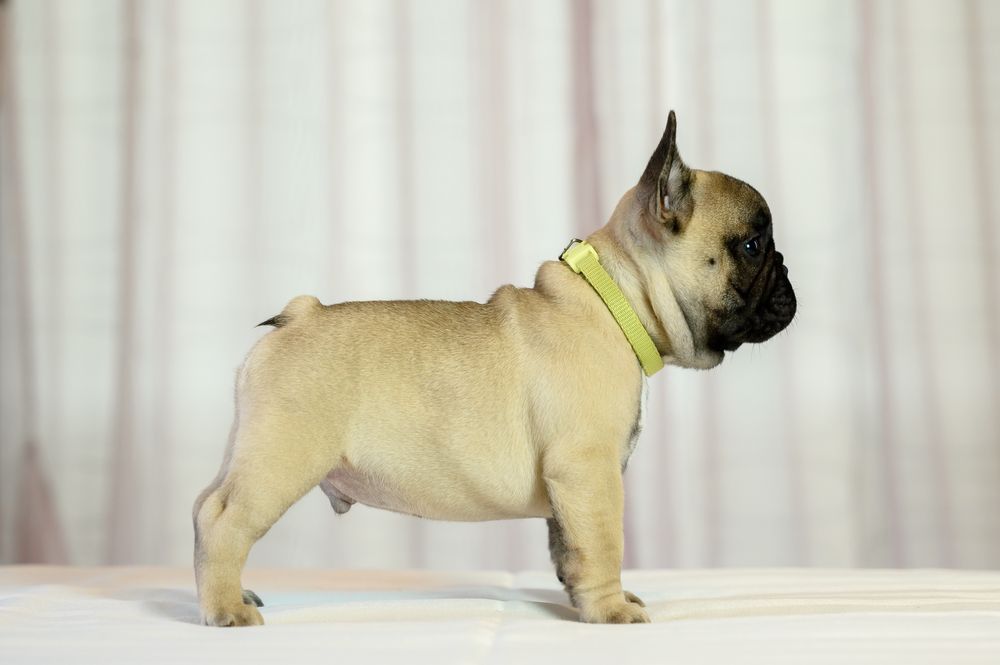 Baiat bulldog francez