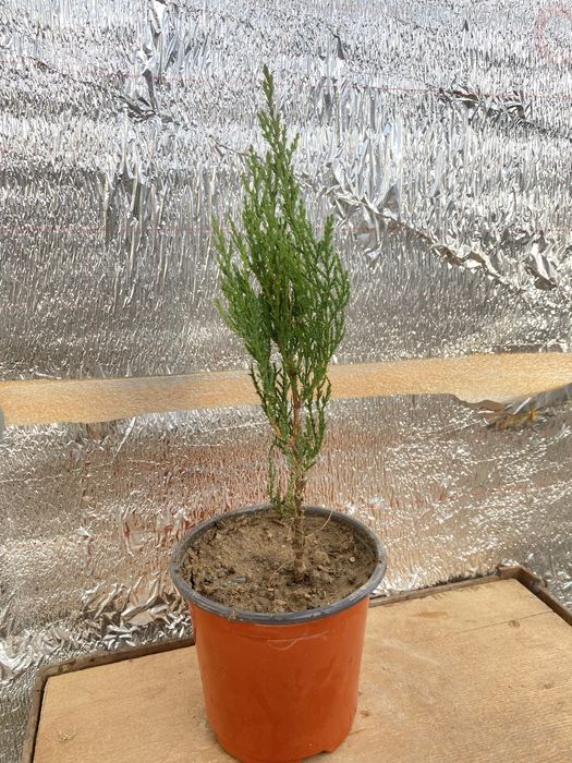 Туя көшеттері сатылады| Продается рассада туя