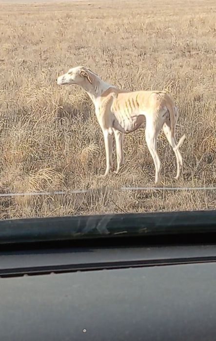 Грей сатам қаншық!