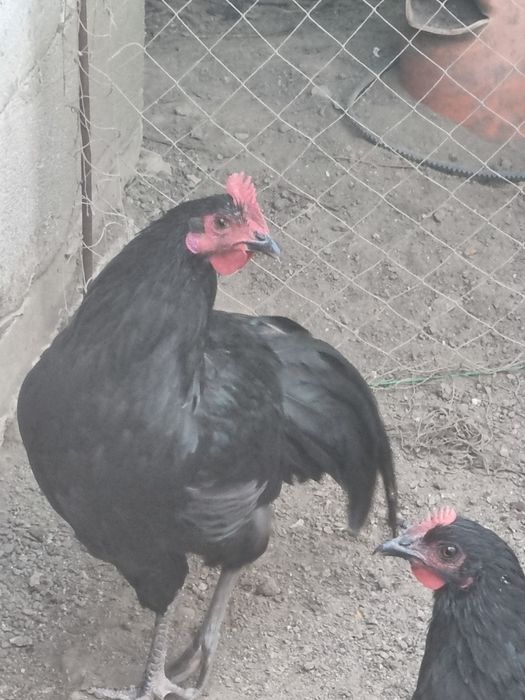 Vând cocos Australorp negru și albastru