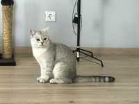 Шиншилловый супер-кот для вязки