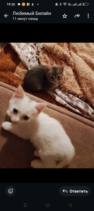 Котята ищут себе новый дом.