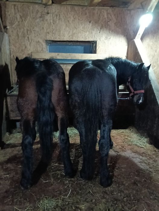 Vând doi armăsari cu vârsta de 2 și 3 ani