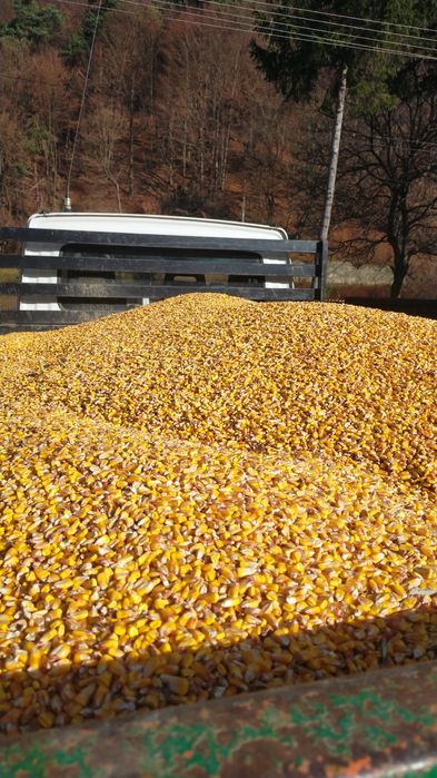 Vând porumb, un leu