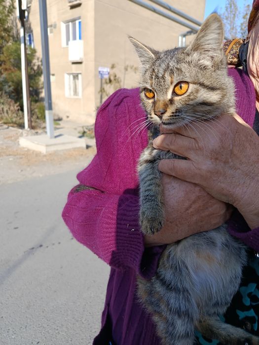 Котёнок в добрые, ответственные руки