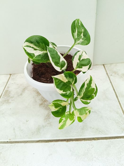 Трилистник, Индрише, Дифенбахия, Бегония, Бенджамин, Епипремнум