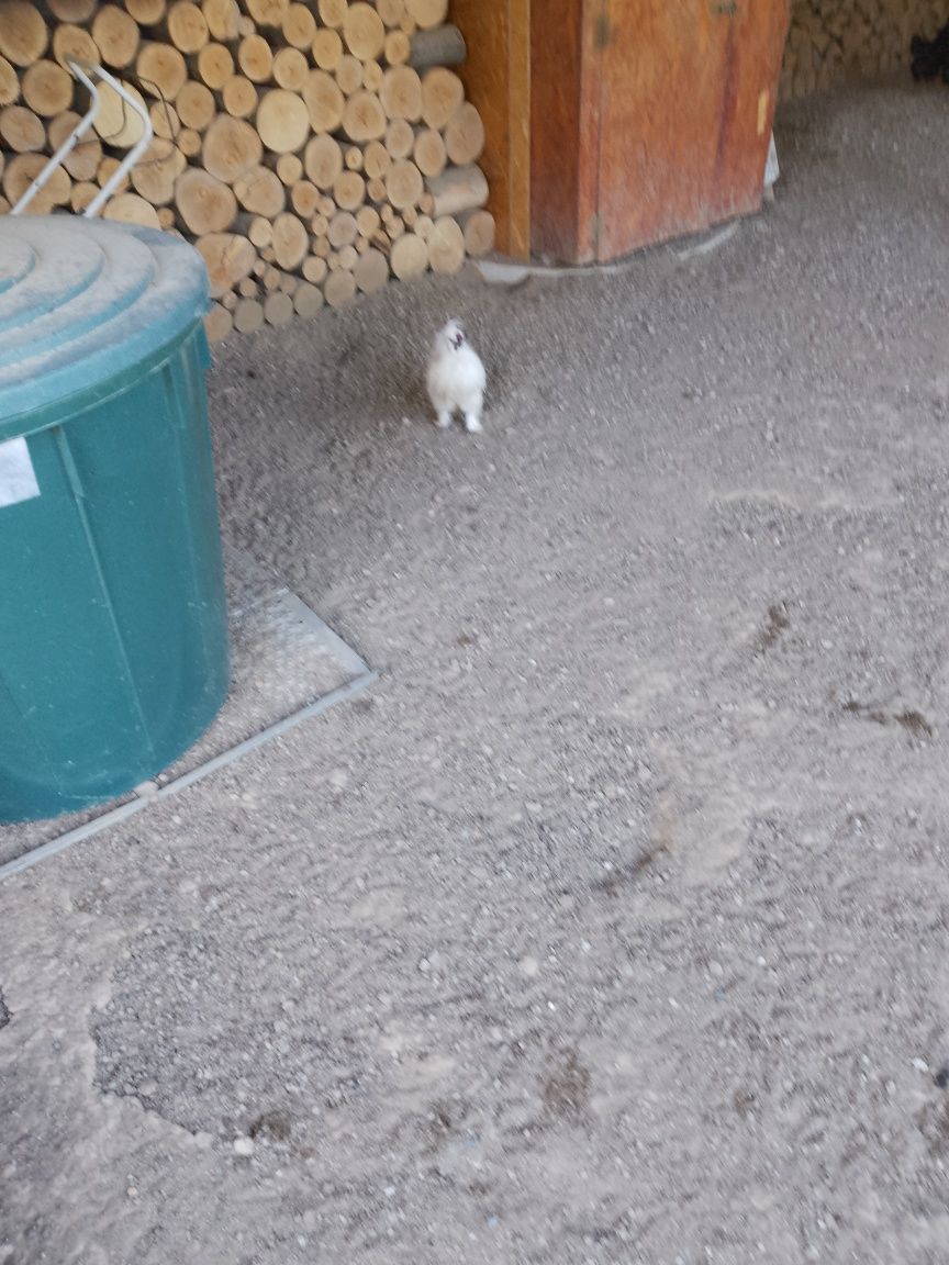 Cucoș și găini de vânzare