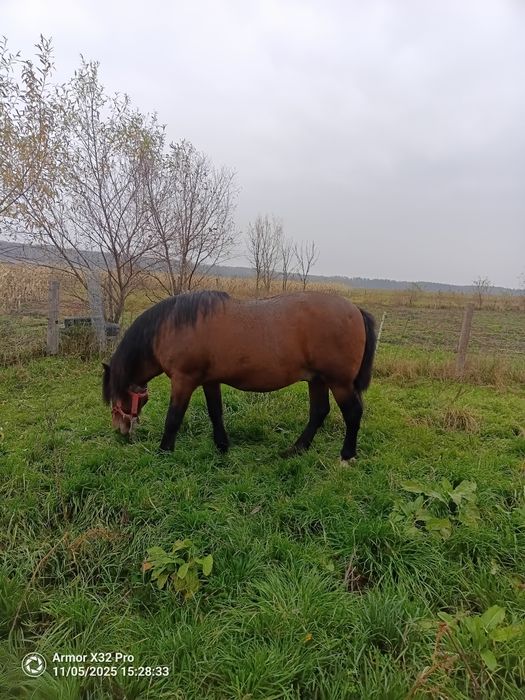 Armăsar de vânzare